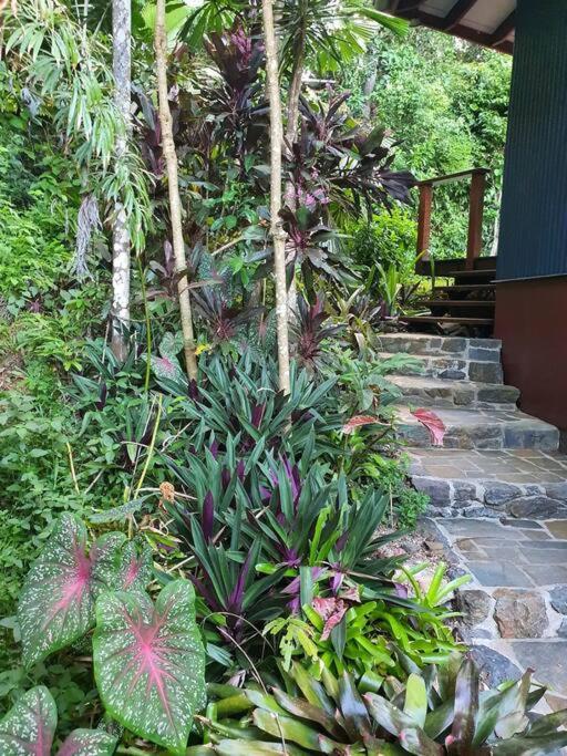 Treeverb Beach House - Daintree Cow Bay Dış mekan fotoğraf